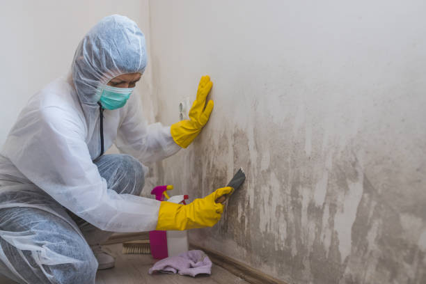 Environmental Consulting for Mold Prevention in Yoe, PA