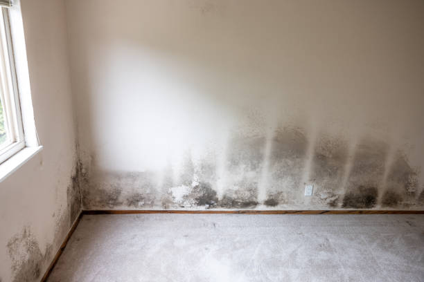 Trusted Yoe, PA Mold Inspection, Removal & Remediation Experts